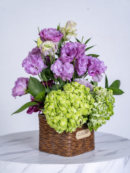 Vesiayanthus purple and hidrengia green riscus